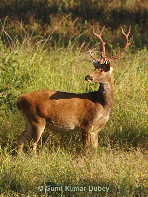 Barasingha deer