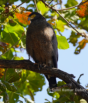 Madhya Pradesh wildlife