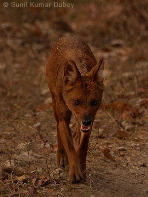 Wild dog dhole