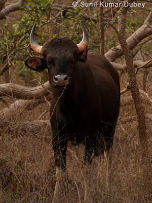 Indian Gaur