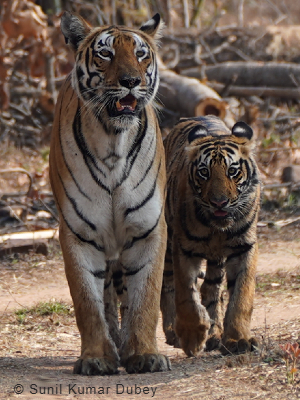 Madhya Pradesh mammals