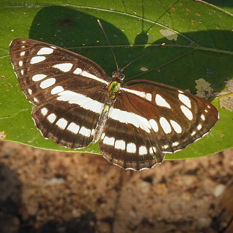 Butterfly Survey at Ratapani Wildlife Survey