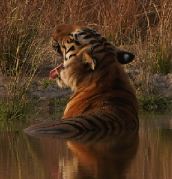 Tiger in waterhole