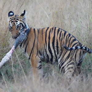 Bandhavgarh Safaris