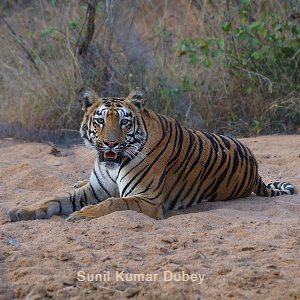 Tadoba National Park