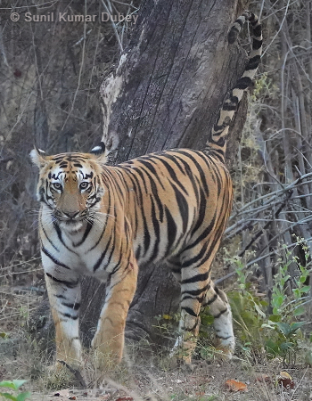Pench Tadoba Tour