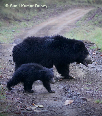 Satpura Safari Holiday