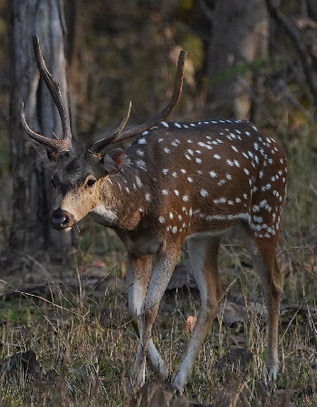 Pench Safari Holiday