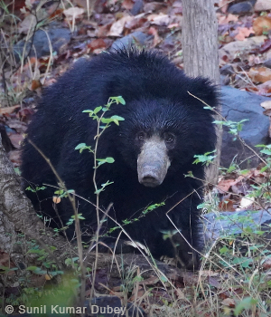 Panna Photography Tour