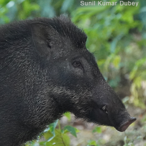 Indian wild boar